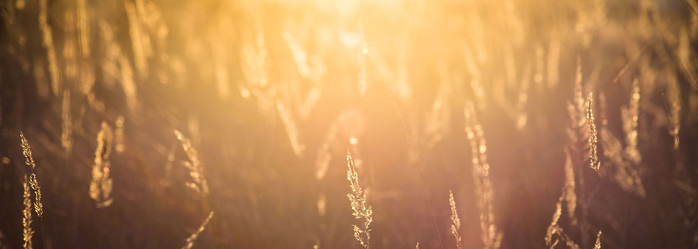 A golden wheat field